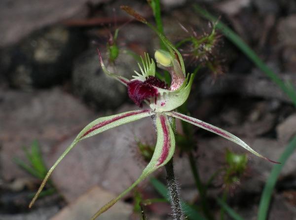 Arachnorchis phaeoclavia - Brown clubed spider orchid.jpg